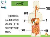 教科版四年级上册科学课件2.8食物在身体里的旅行优质课件