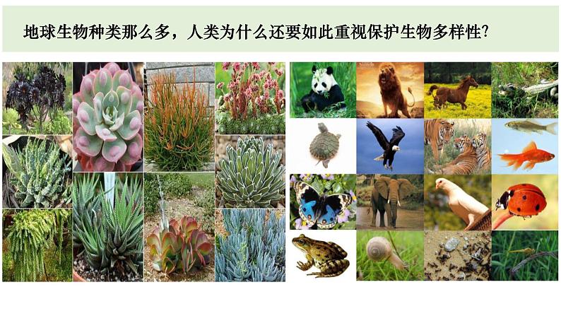 六下《保护生物多样性》课件03