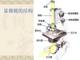 六下1.5用显微镜观察身边的生命世界（一）课件