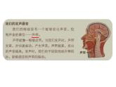 四上科学第一单元《声音复习讲解》课件