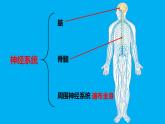 五上《身体的联络员》 课件