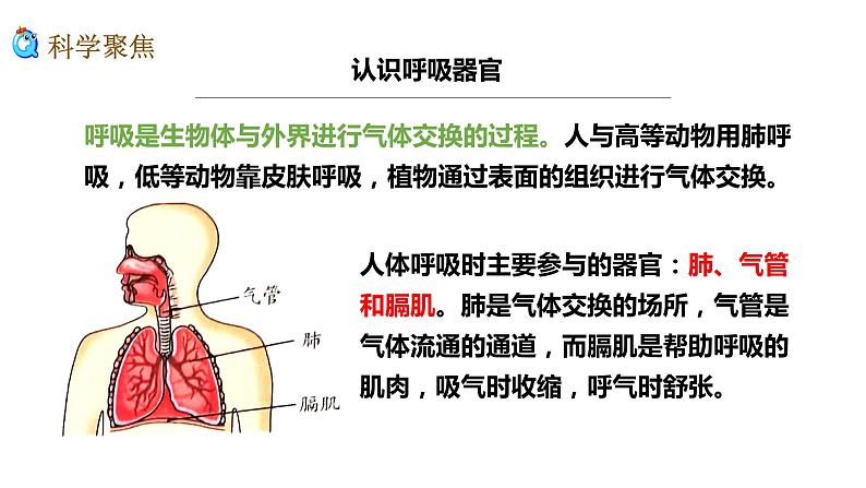 教科版四年级上册科学2.1感受我们的呼吸优质课件第5页