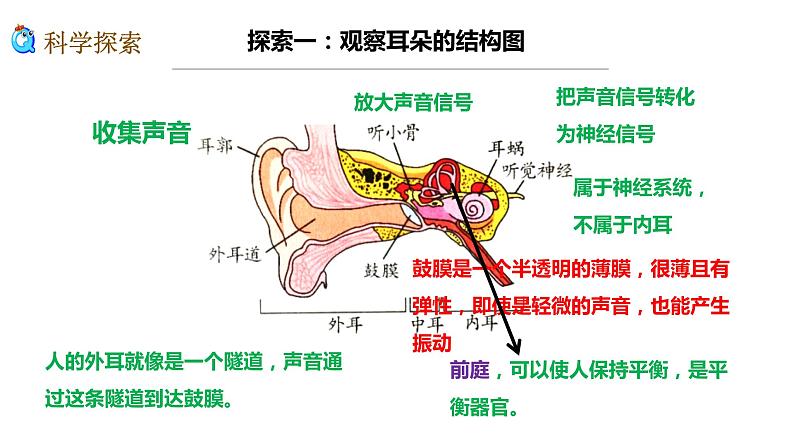 教科版四年级上册科学1.4我们是怎样听到声音的优质课件05