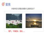 教科版五年级下册科学3.7分析一个实际的环境问题教学课件