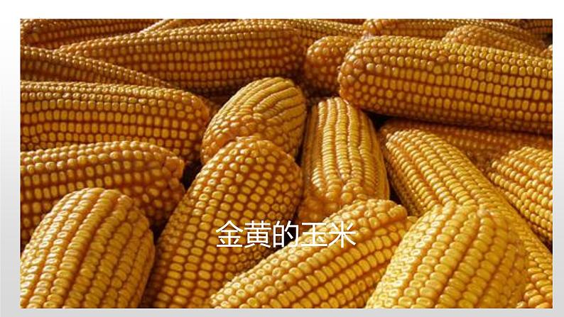 冀人版二年级上册科学8.秋天的收获（课件+素材）04