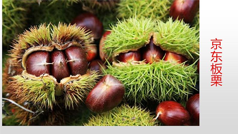 冀人版二年级上册科学8.秋天的收获（课件+素材）06