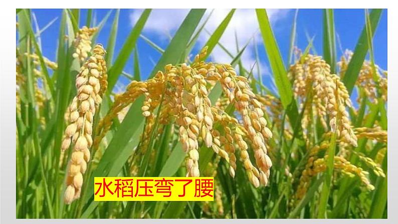 冀人版二年级上册科学8.秋天的收获（课件+素材）07
