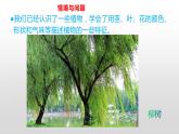 冀人版三年級下科學(xué)2.樹與草課件