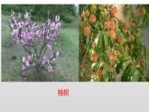 冀人版三年級下科學(xué)2.樹與草課件