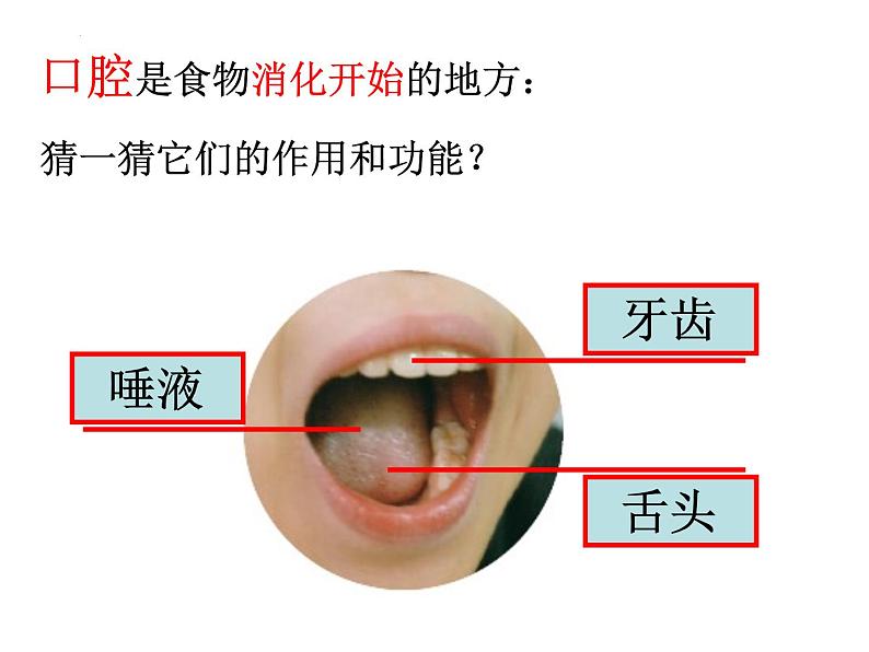 教科版四年级上册科学2.7食物在口腔里的变化教学课件06