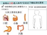 教科版四年级上册科学2.8食物在身体里的旅行教学课件