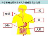 教科版四年级上册科学2.8食物在身体里的旅行教学课件