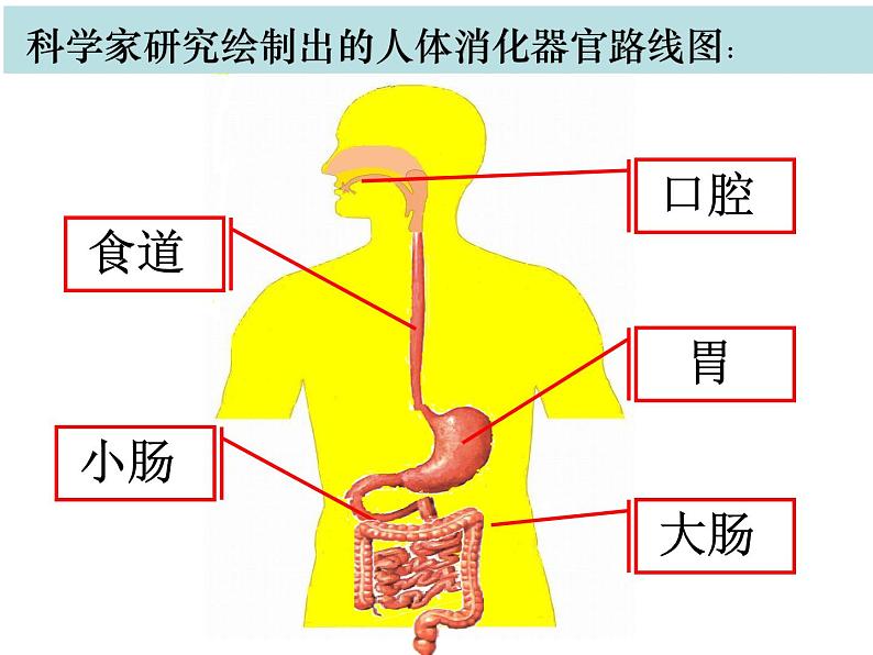 教科版四年级上册科学2.8食物在身体里的旅行教学课件03