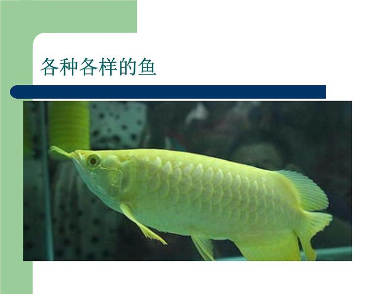 青岛版四年级上科学2《鱼》课件02