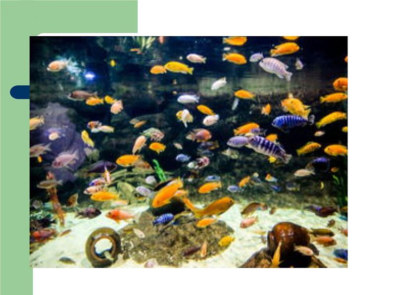 青岛版四年级上科学2《鱼》课件03