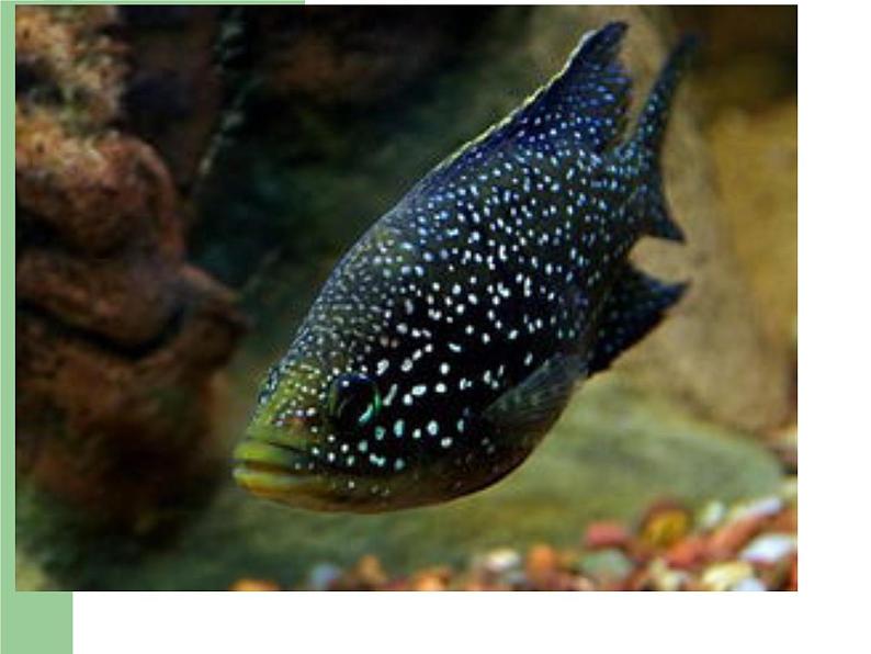 青岛版四年级上科学2《鱼》课件04