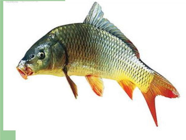 青岛版四年级上科学2《鱼》课件05