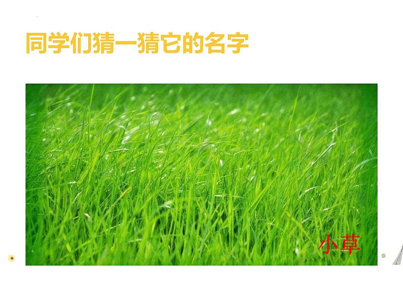 教科版一年级上科学1.1《我们知道的植物》教学课件06