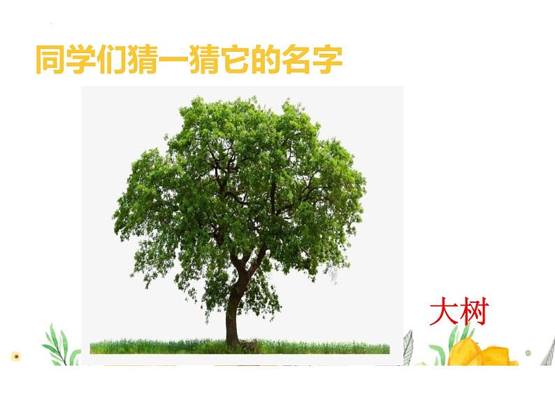 教科版一年级上科学1.1《我们知道的植物》教学课件07