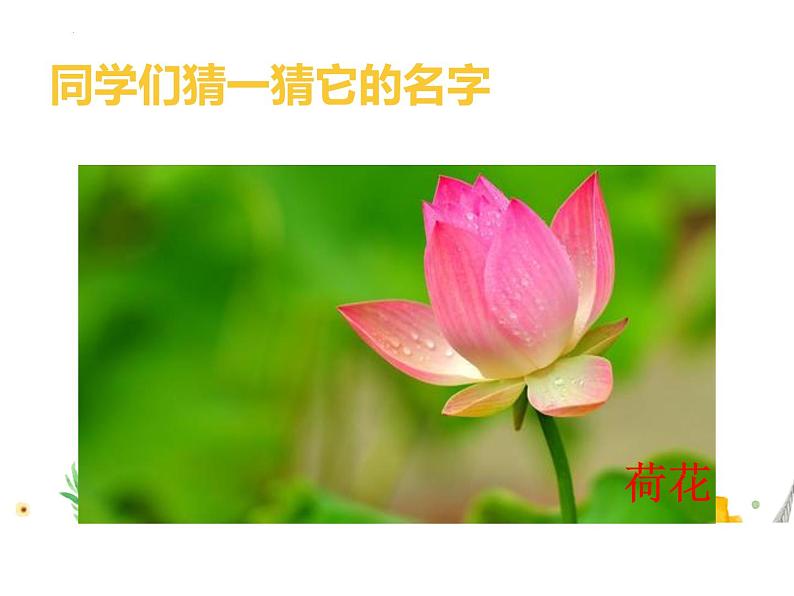 教科版一年级上科学1.1《我们知道的植物》教学课件08