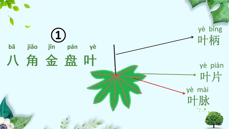 教科版一年级上册科学3观察叶教学课件06