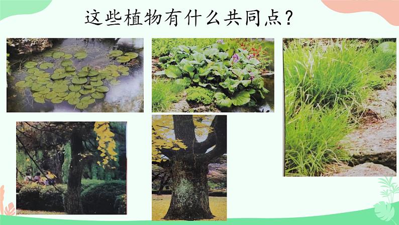 教科版一年级上册科学1《我们知道的植物》教学课件05