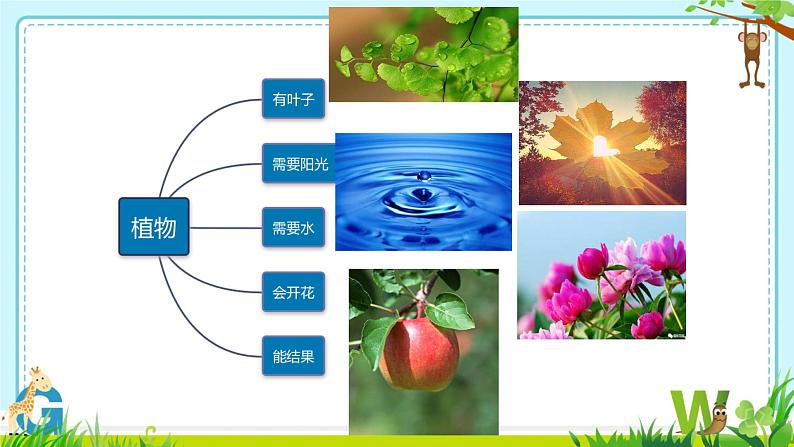 教科版一年级上册科学1《我们知道的植物》教学课件06