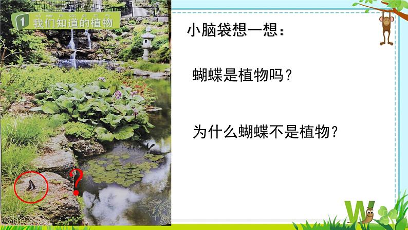 教科版一年级上册科学1《我们知道的植物》教学课件07