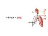 四上科学第二单元《呼吸与消化》复习讲解课件