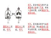 四上科学第二单元《呼吸与消化》复习讲解课件