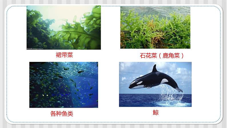 新冀人版六年级科学上册 第19课《丰富的海洋资源》课件PPT+教案05