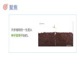 教科版五年级下册科学1.1种子发芽试验(课件）