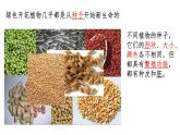 四下第一單元《植物的生長變化》復(fù)習(xí)課件