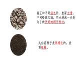 四下第一單元《植物的生長變化》復(fù)習(xí)課件