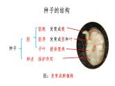 四下第一單元《植物的生長變化》復(fù)習(xí)課件