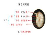 四下第一单元《植物的生长变化》复习课件