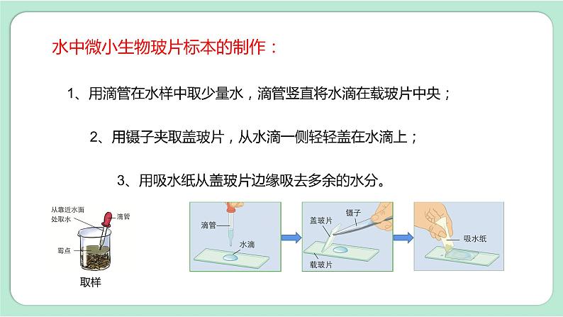 第6课时  观察水中微小的生物第5页