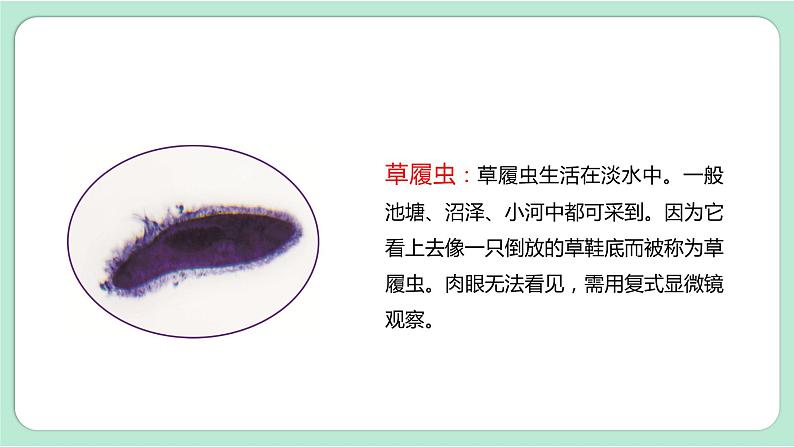 第6课时  观察水中微小的生物第8页