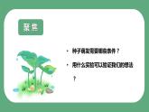 教科版科学五年级科学下册 1.1种子发芽实验 课件（送练习）