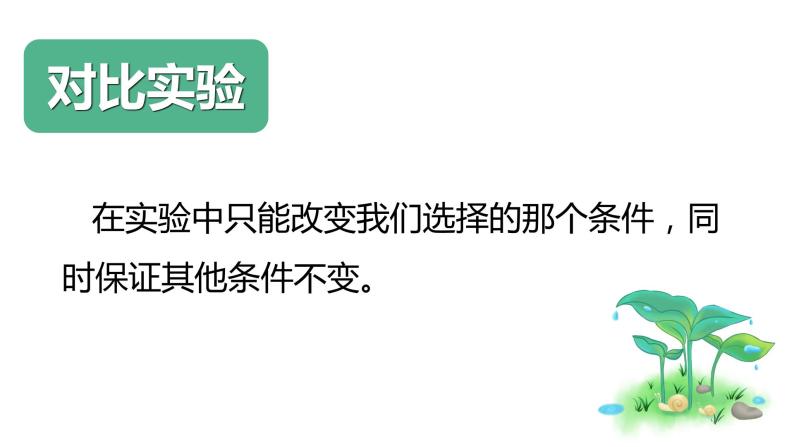 教科版科学五年级科学下册 1.1种子发芽实验 课件（送练习）06