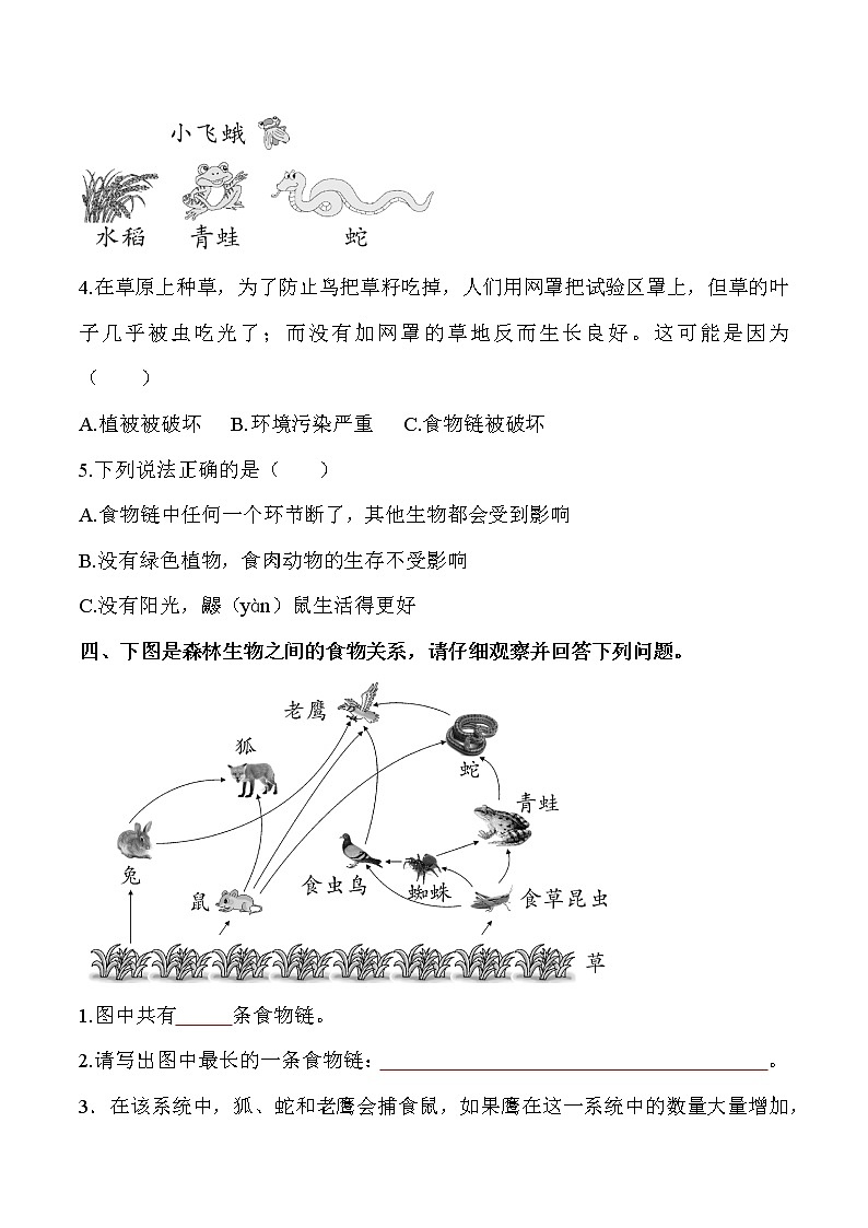 教科版科学五年级科学下册 1.6食物链和食物网 课件+视频（送练习）02