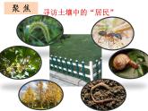 二上1-2《土壤——动植物的乐园》课件