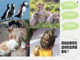六下2.4《多种多样的动物》课件