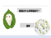 2.2认识其他动物的卵 课件（送教案）