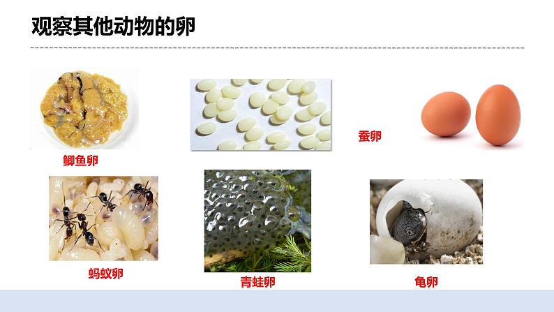 2.2认识其他动物的卵 课件第3页