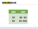 2.2认识其他动物的卵 课件（送教案）