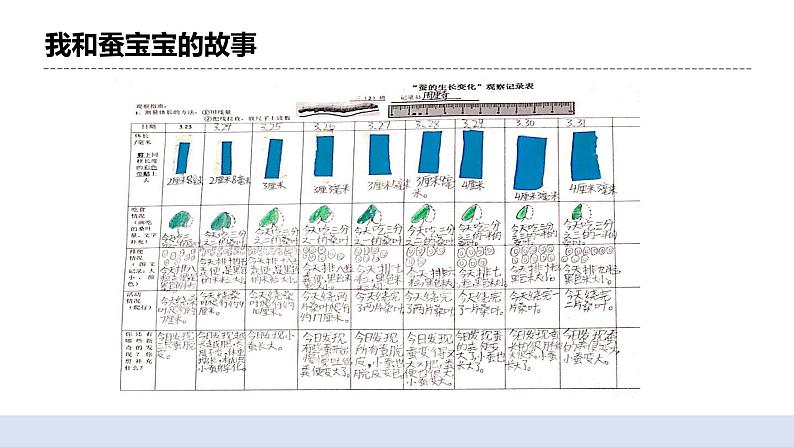 2.3蚕长大了 课件（送教案）03