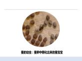 2.3蠶長大了 課件（送教案）