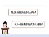 2.3蠶長大了 課件（送教案）