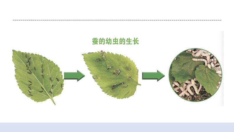 2.3蚕长大了 课件（送教案）06